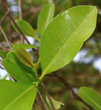 Image de Cryptolepis buchananii Schultes ex Roemer & Schultes