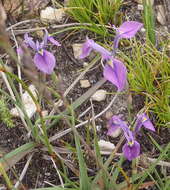 Image of Moraea tripetala subsp. tripetala