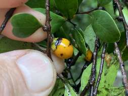 Sivun Diospyros humilis (R. Br.) F. Muell. kuva