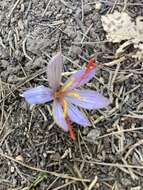 Image de Crocus cartwrightianus Herb.