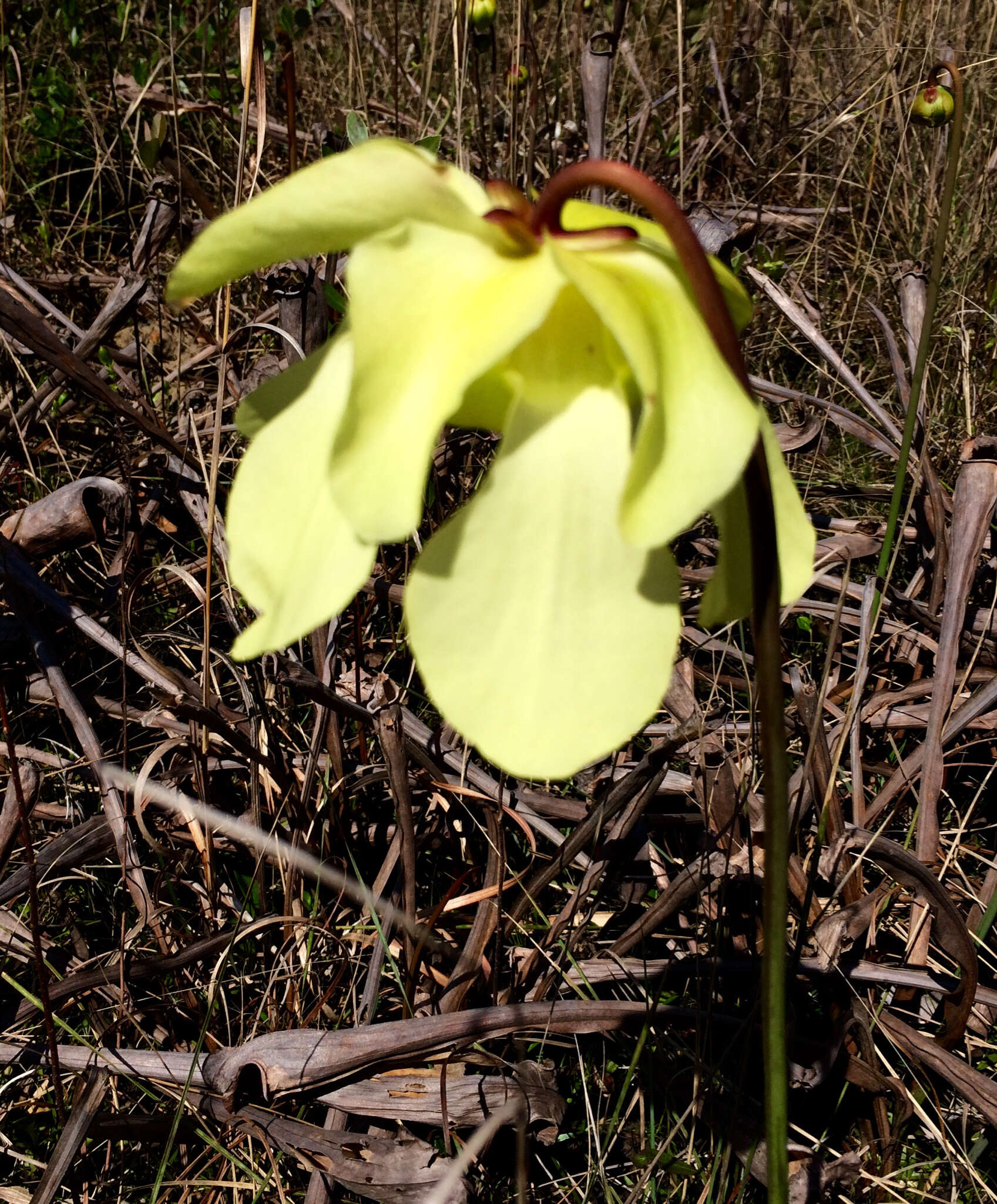 Image of Yellow Trumpets