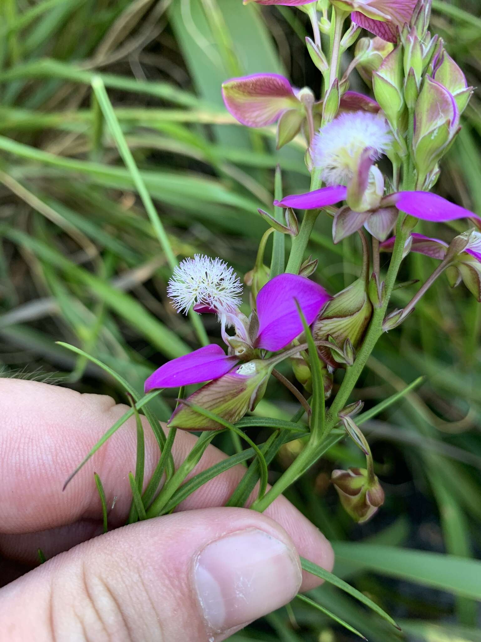 Image of Polygala bracteolata L.