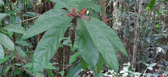 Image of Symplocos macrophylla Wall.