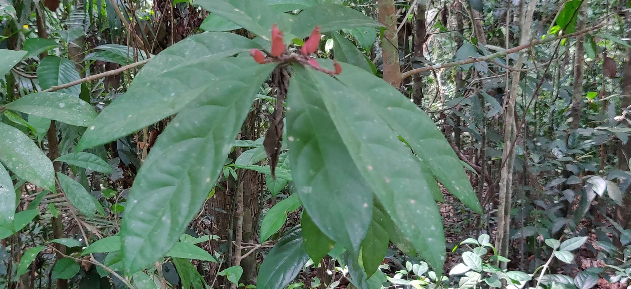 Image of Symplocos macrophylla subsp. rosea (Beddome) Nooteboom