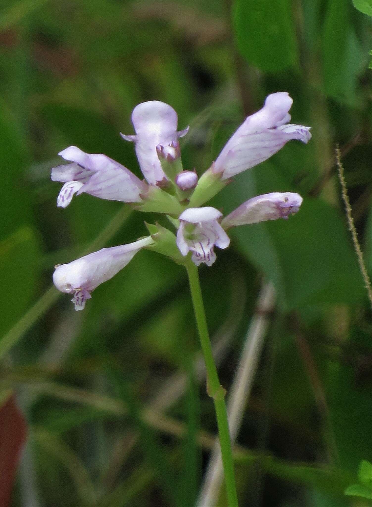 Image of Eastern False Dragonhead