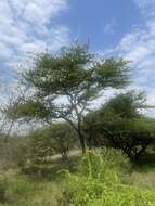 Image of Grey-haired acacia