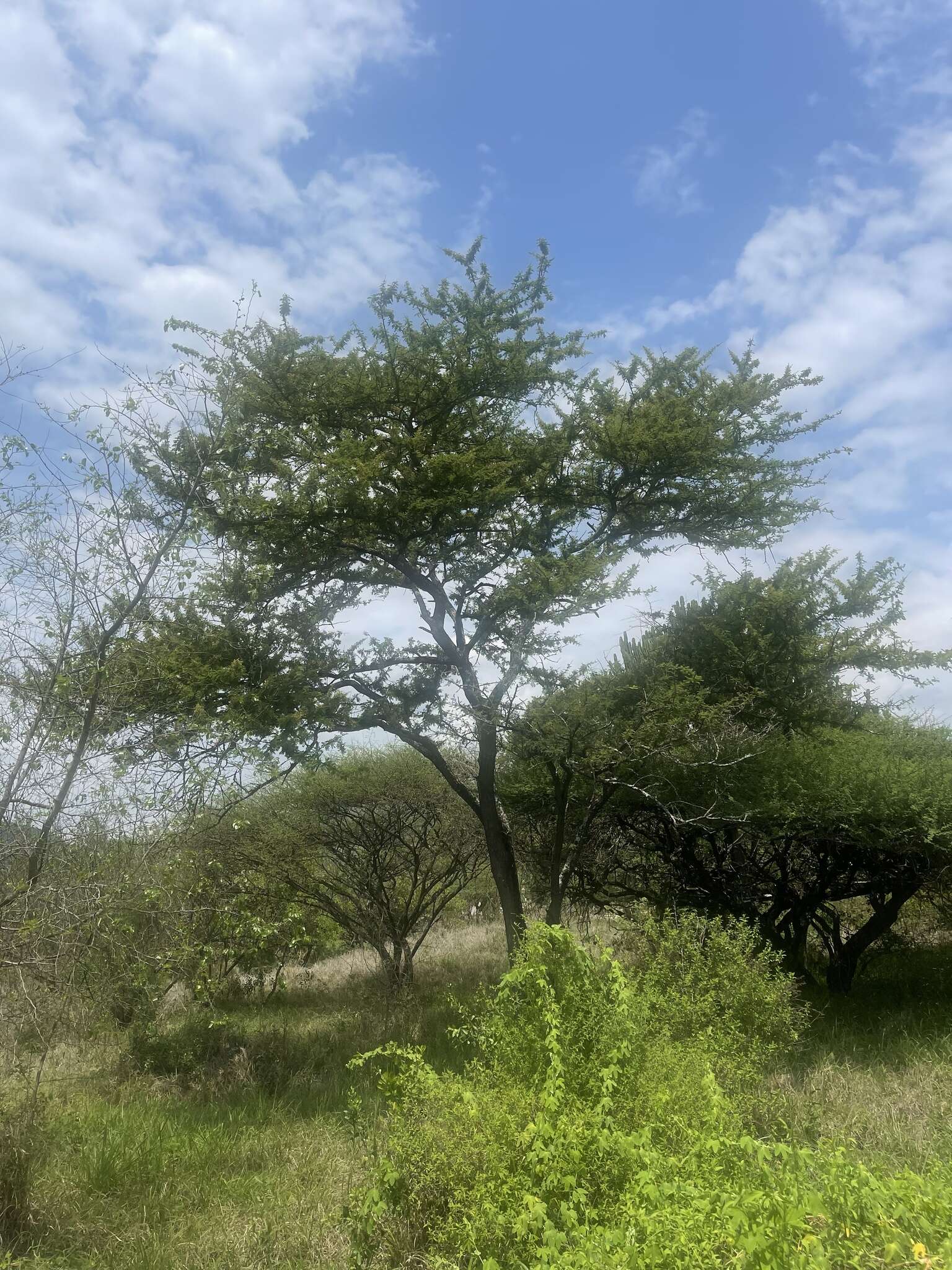 Image of Grey-haired acacia