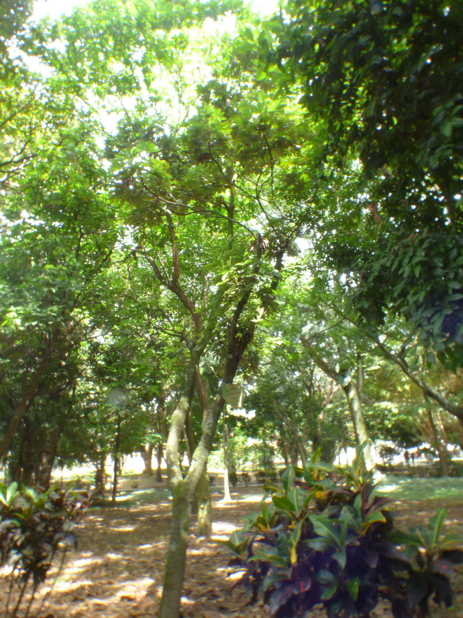 Image of Pourouma cecropiifolia Mart.