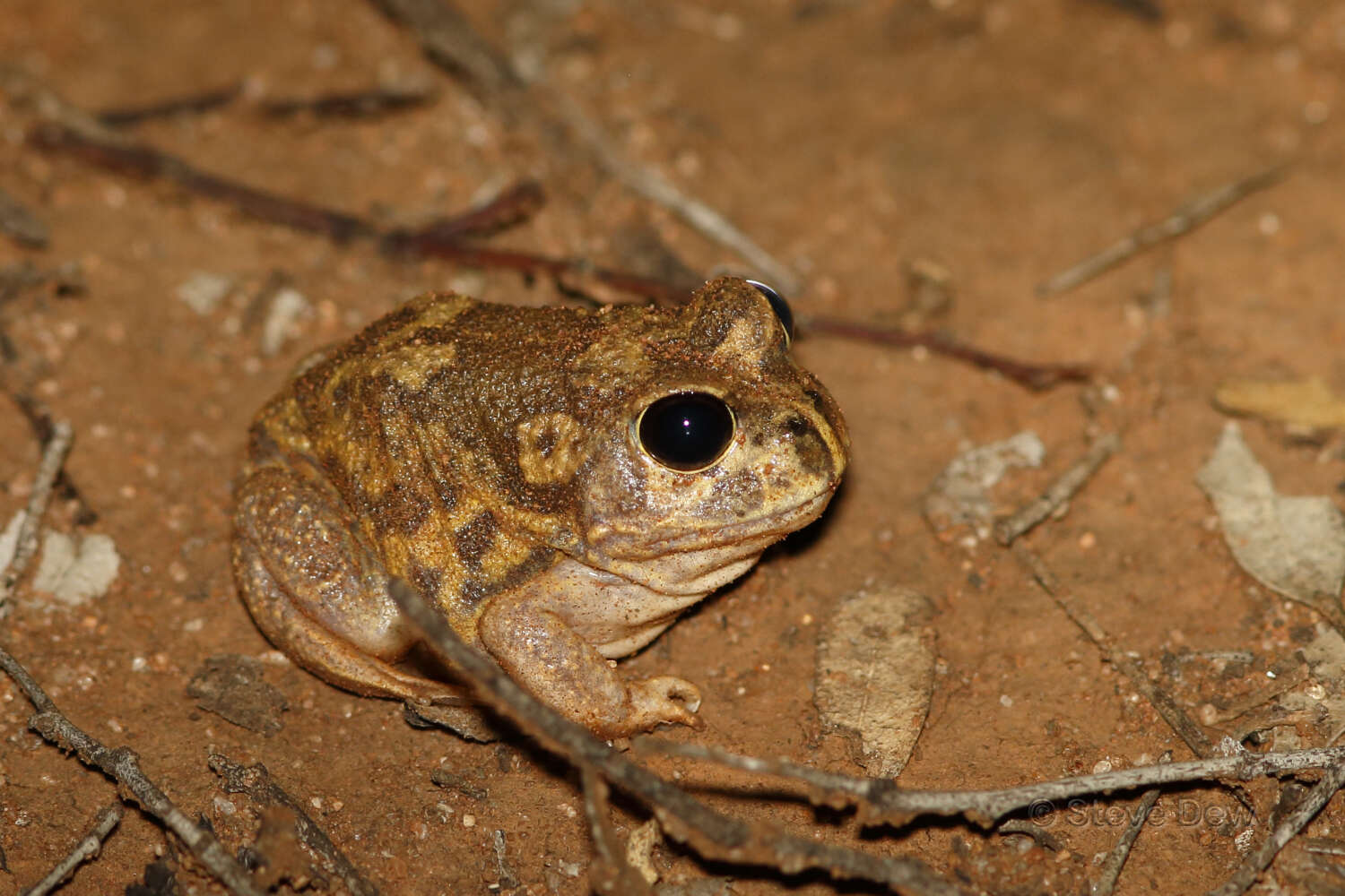 Imagem de Neobatrachus Peters 1863