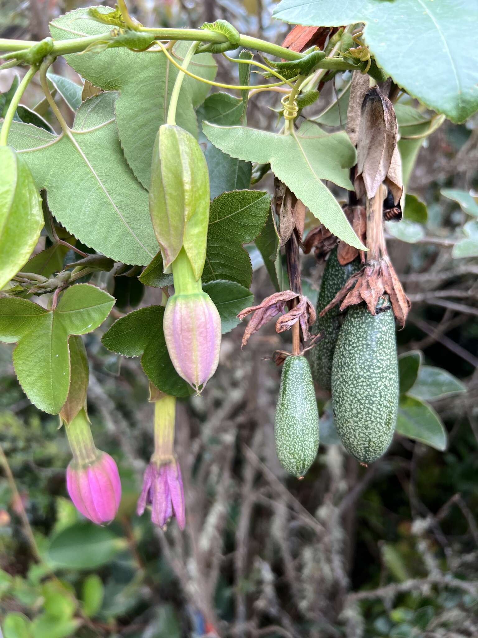 Image of Passiflora glaberrima (A. Juss.) Triana & Planch.