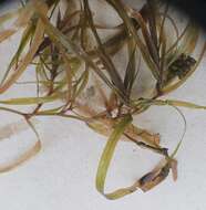 Image of Blunt-leaved Pondweed