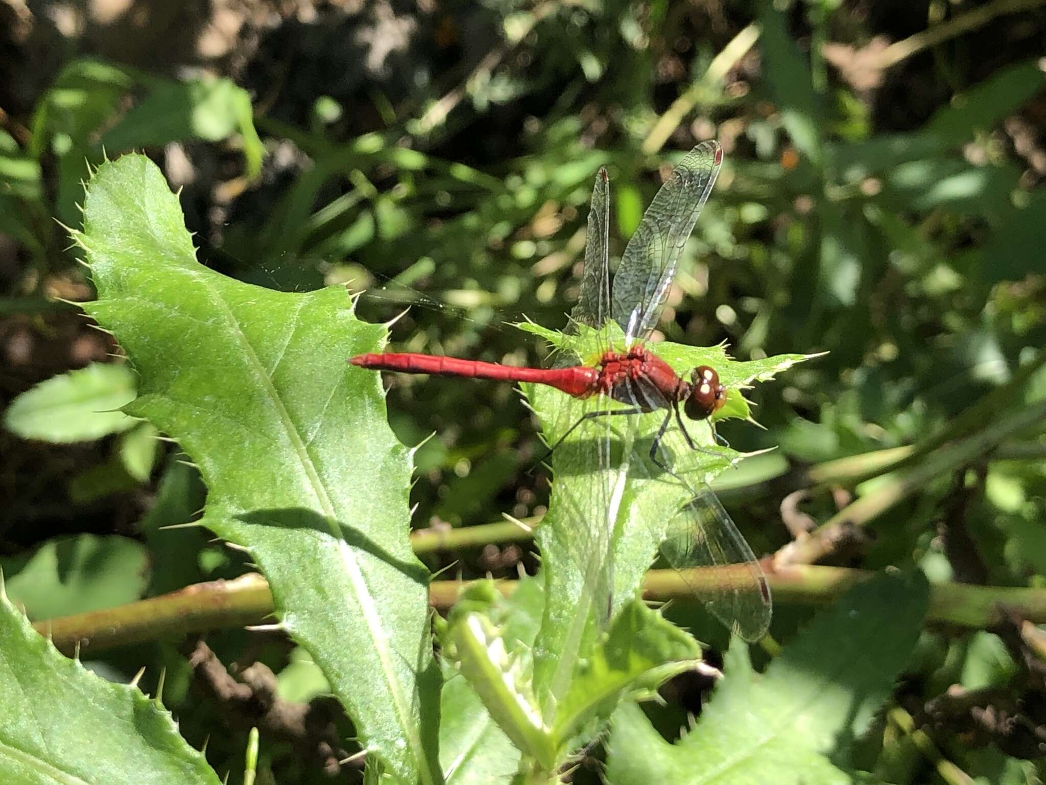 Image of Ruby Meadowhawk