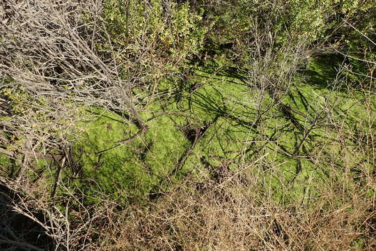 Image of winged water-starwort