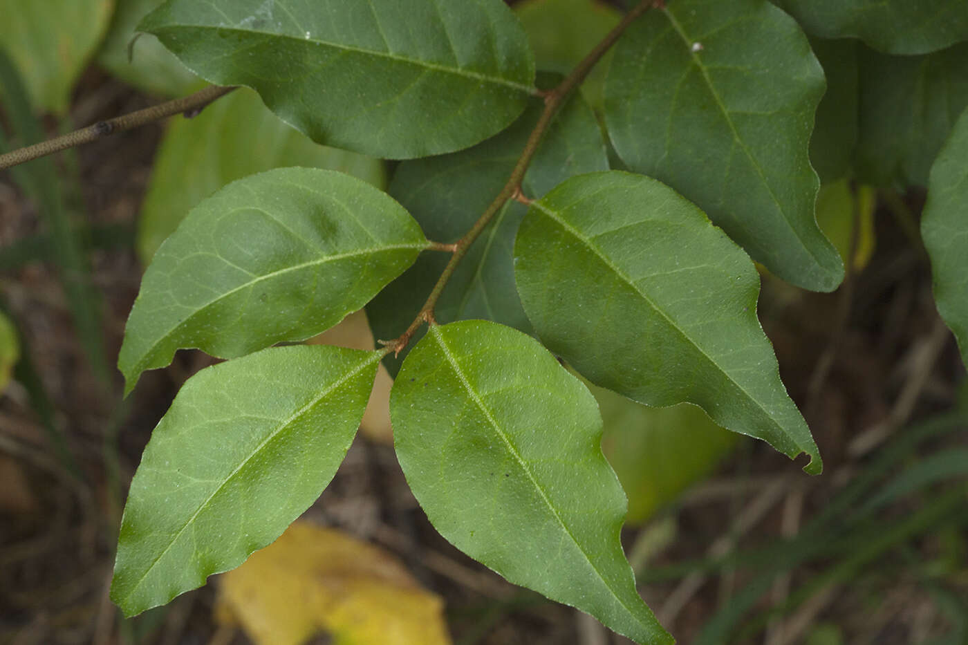 Image of cherry silverberry