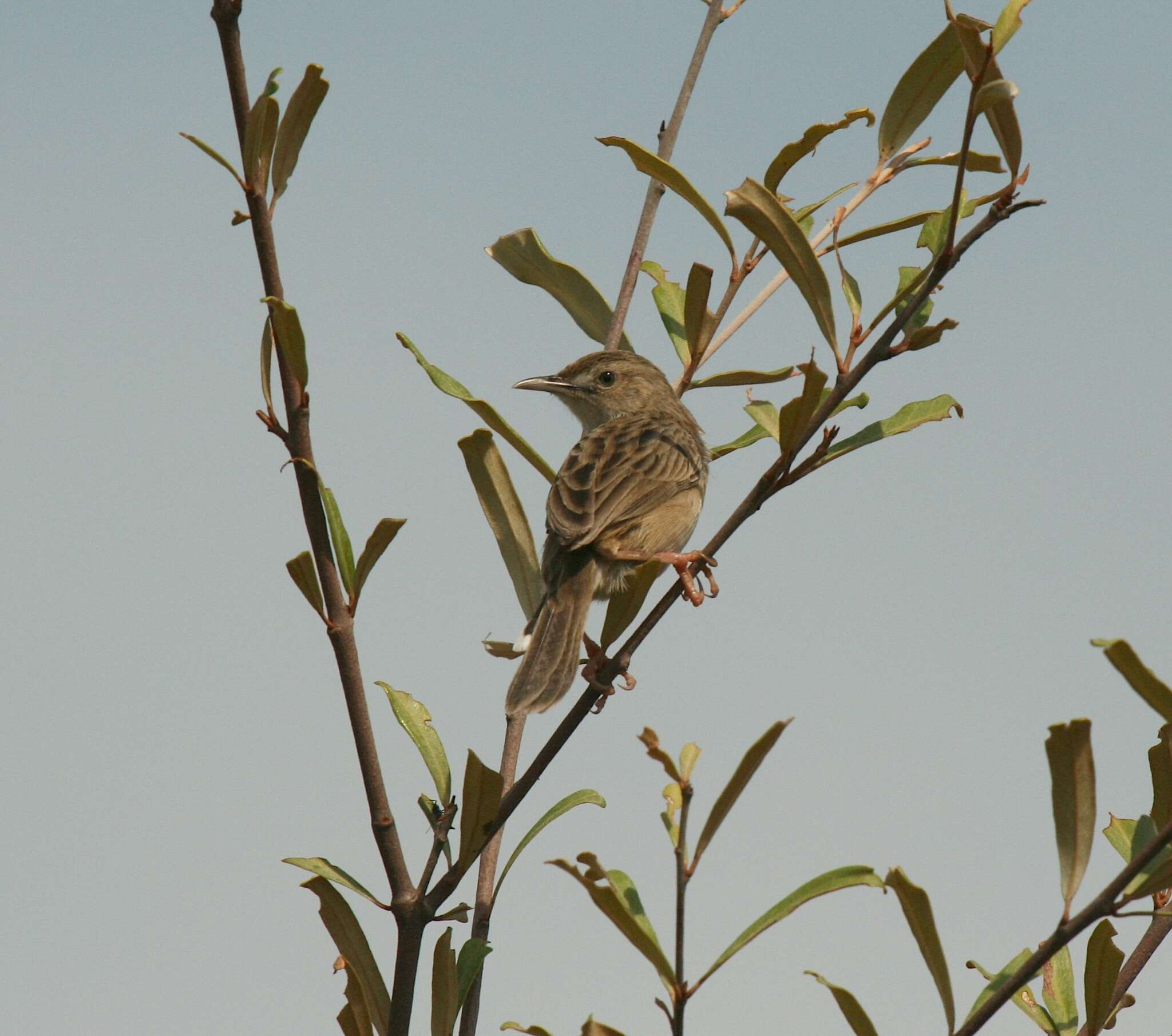 Image of Madagascan Cisticola