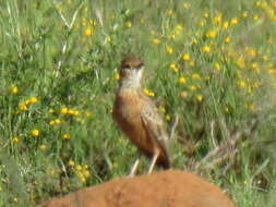 Imagem de Chersomanes Cabanis 1851