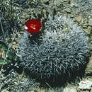 Image of Echinopsis oligotricha (Cárdenas) M. Lowry