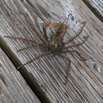 Image of graceful decorator crab