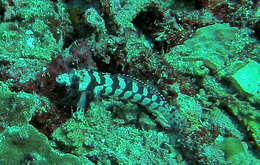 Image of Reticulated sandperch