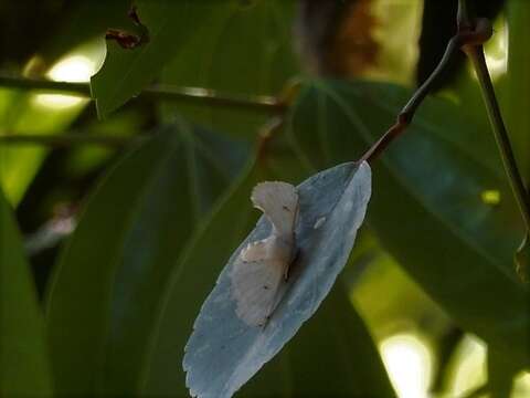 Image de Penicillifera apicalis (Walker 1862)