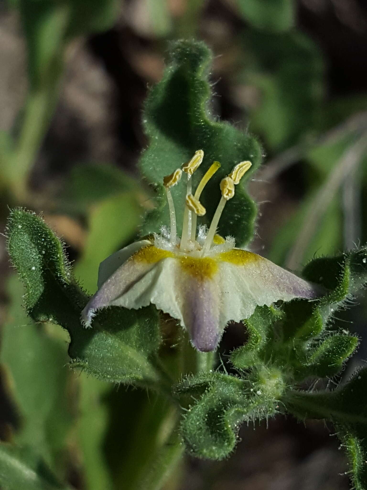 Image de Chamaesaracha sordida (Dun.) A. Gray