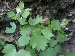 Imagem de Thalictrum triternatum Rupr.