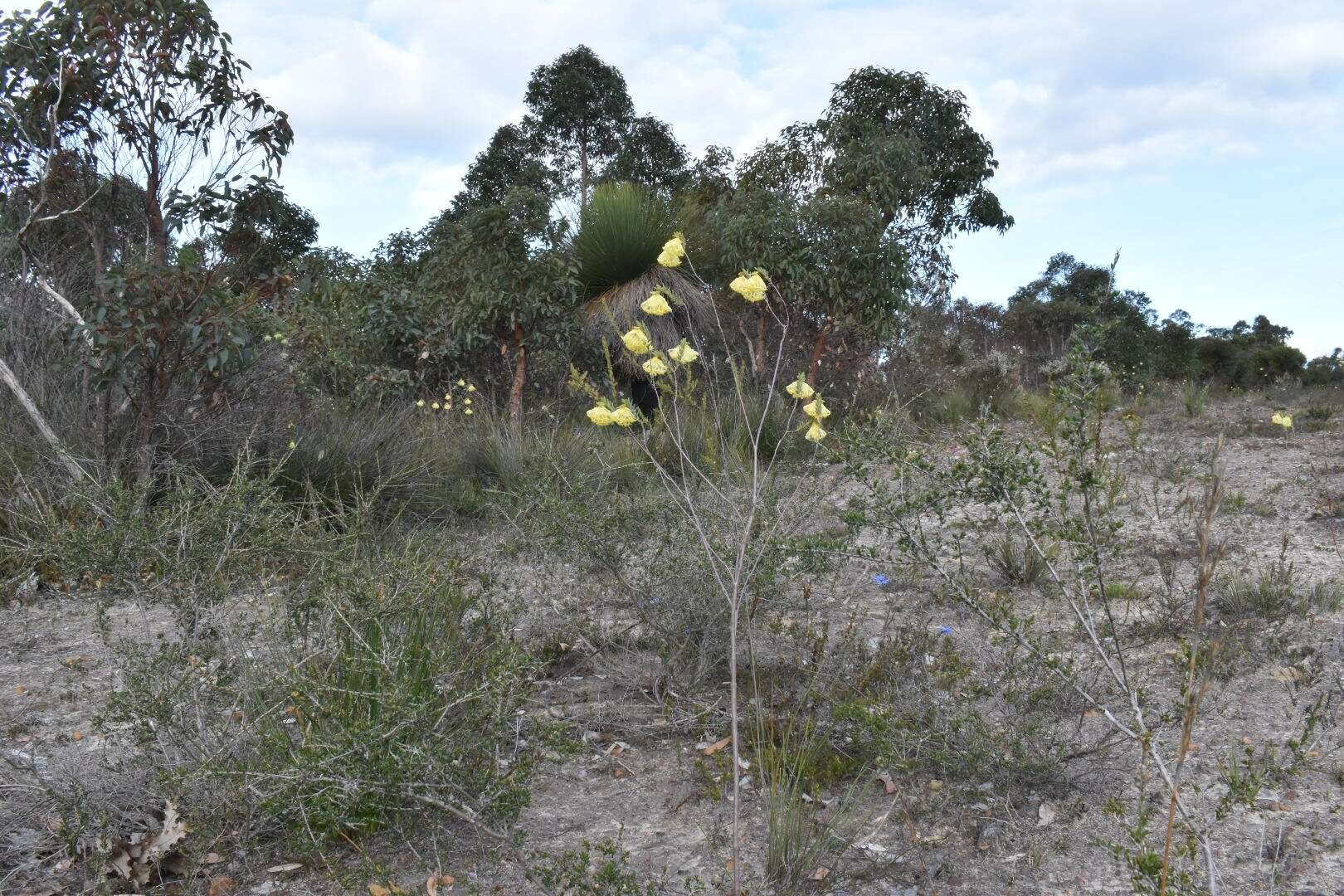 Image of Pimelea suaveolens Meissn.