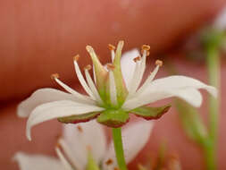 Image of Howell's Pseudosaxifrage