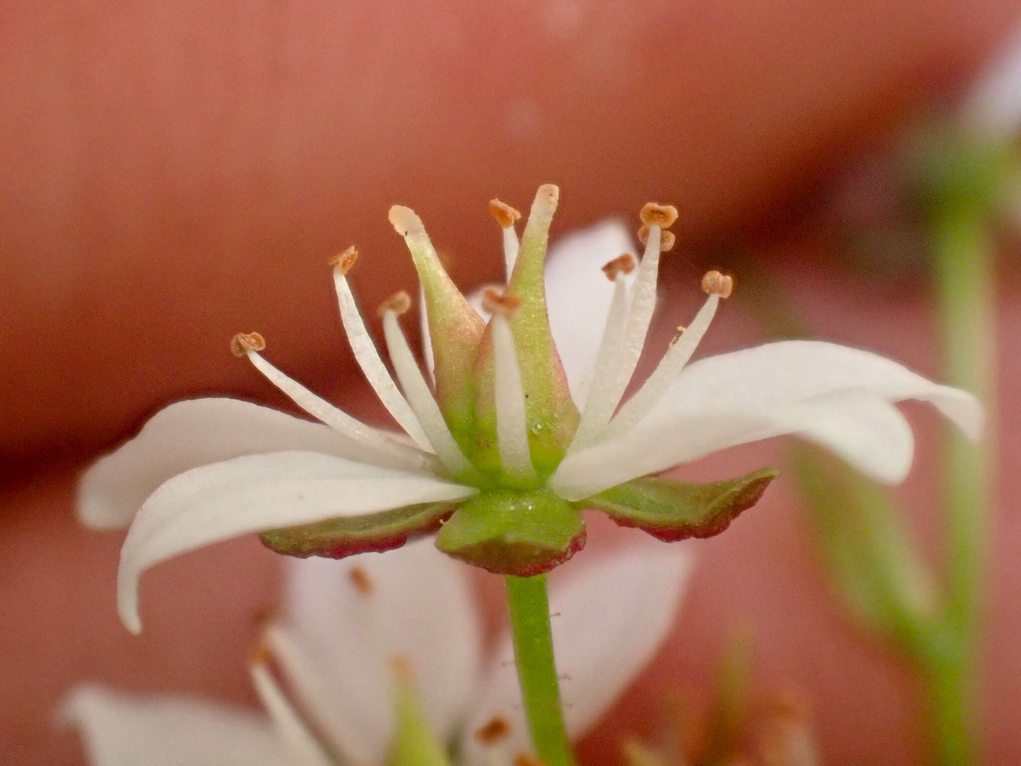 Image of Howell's Pseudosaxifrage