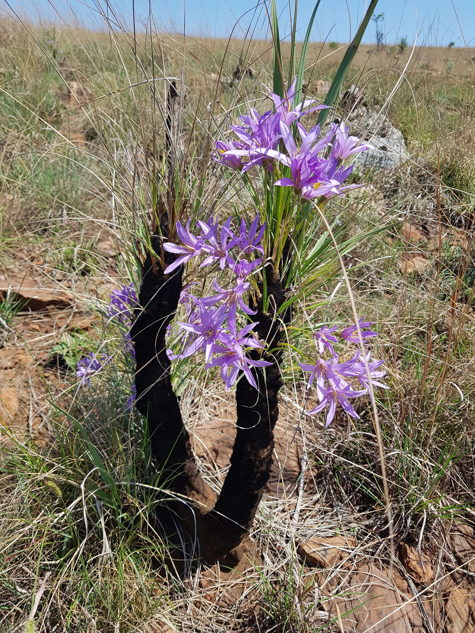 Image of Xerophyta retinervis var. retinervis