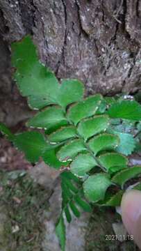 Imagem de Lindsaea javanensis Bl.