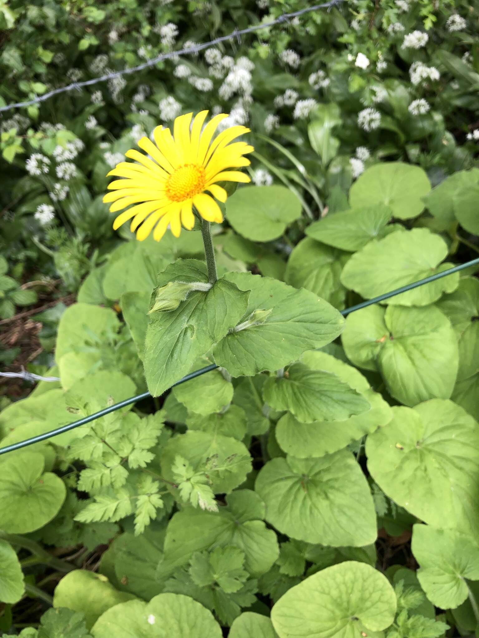 Imagem de Doronicum pardalianches L.