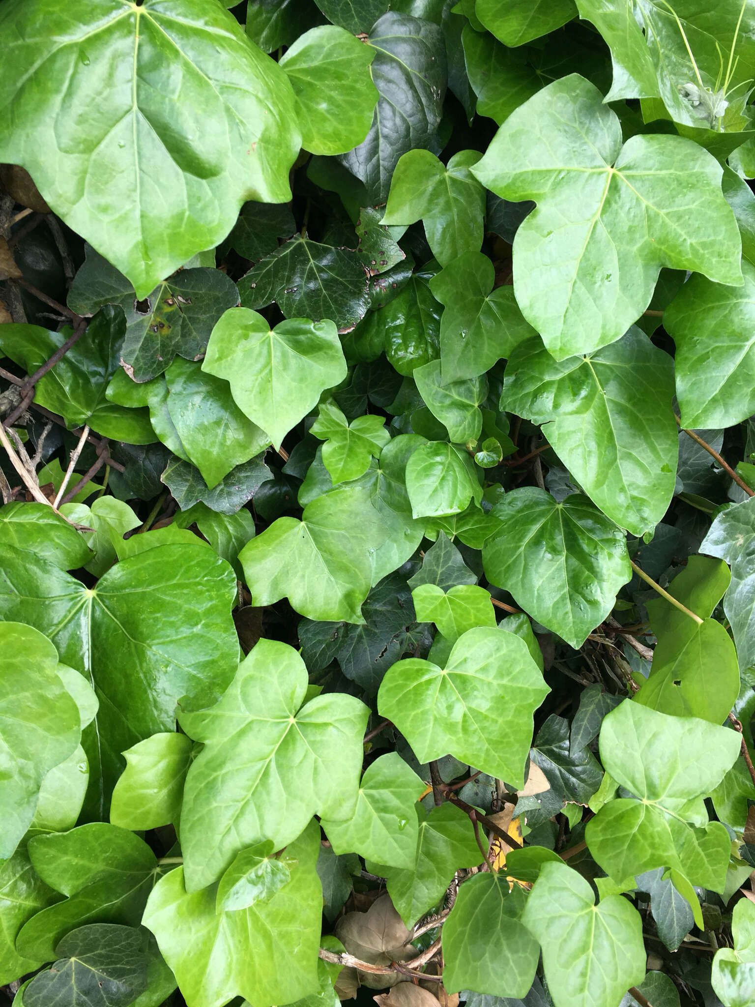 Image of Algerian ivy