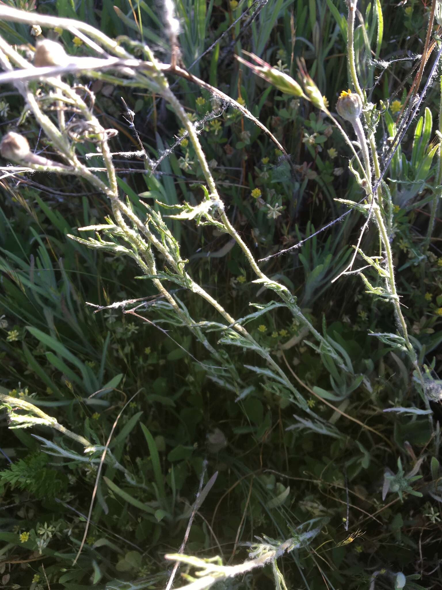 Image of Common Woolly Sunflower