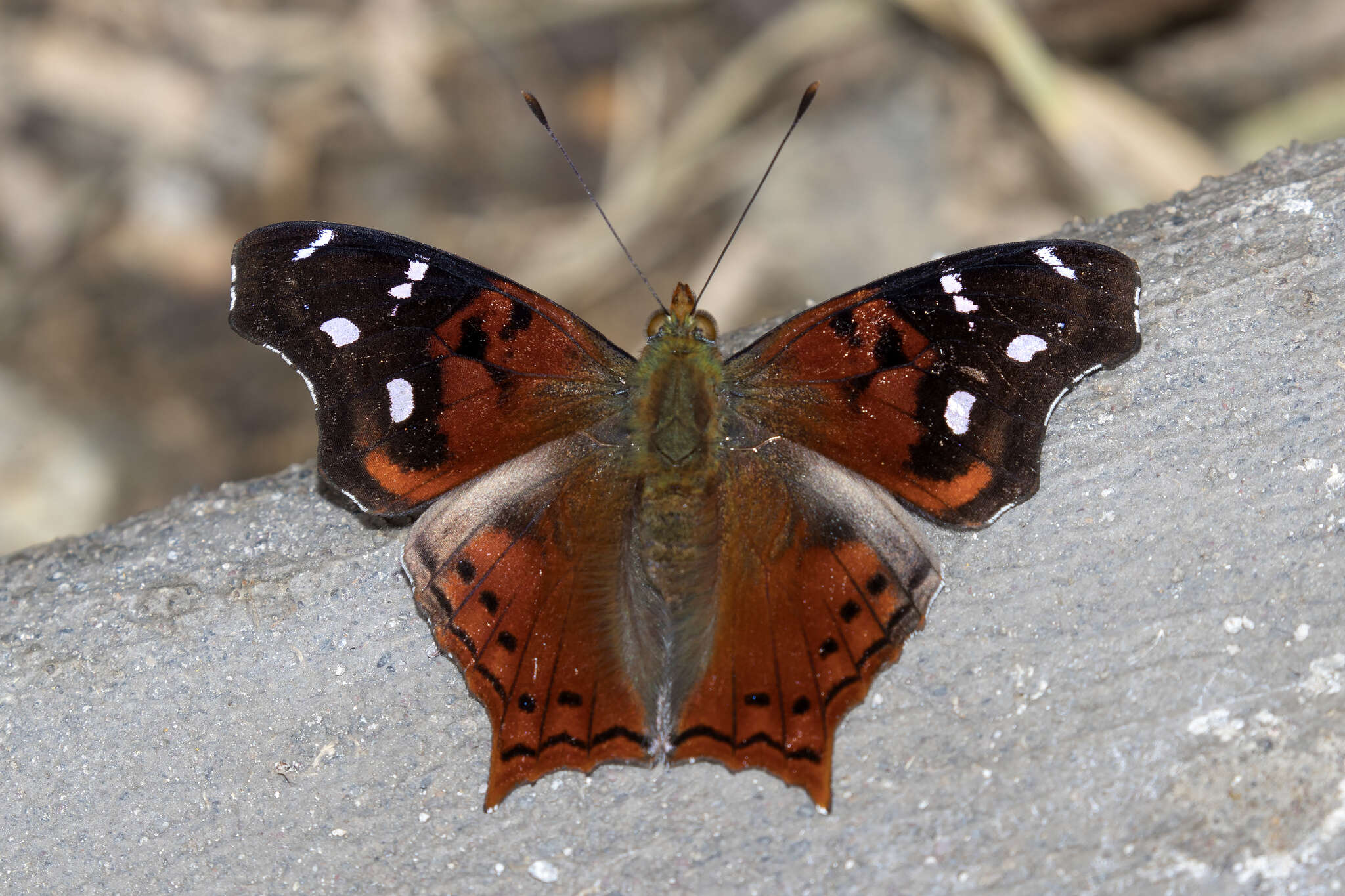 Image of Hypanartia cinderella