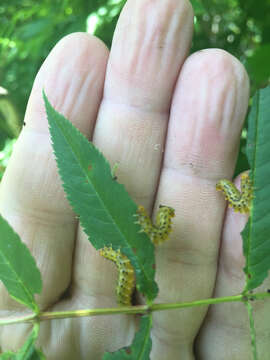 Image of Mountain-ash sawfly