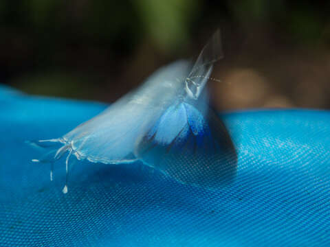 Image of Hypolycaena othona