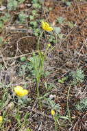 صورة Ranunculus pedatus Waldst. & Kit.