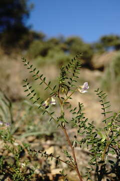 Image of blister vetch