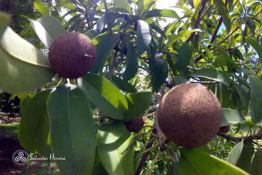 Image of sapodilla