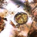 Imagem de Chimonodinium lomnickii