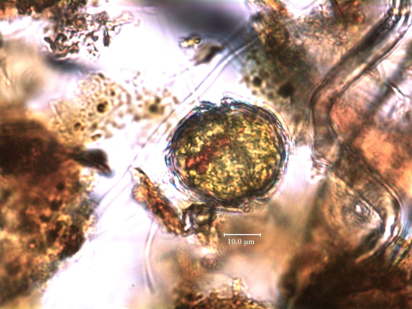 Image of Chimonodinium lomnickii