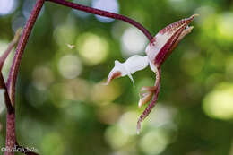 Image of Gongora leucochila Lem.