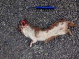 Image of least weasel