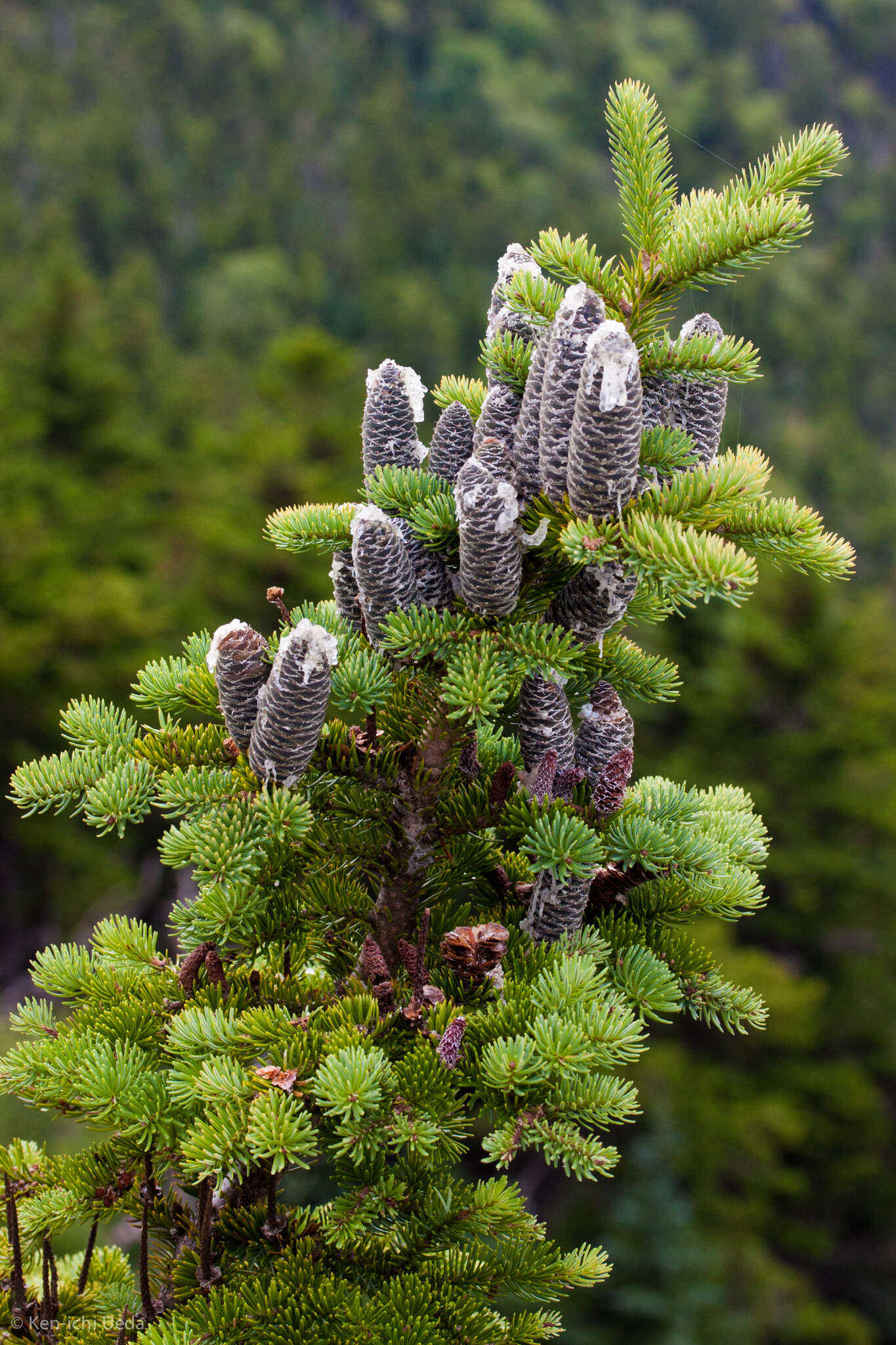 Imagem de Abies balsamea (L.) Mill.