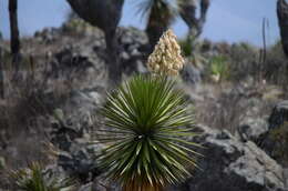 Image of Yucca periculosa Baker