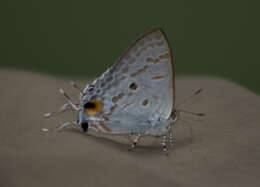 Image of Hypolycaena sipylus Felder 1860