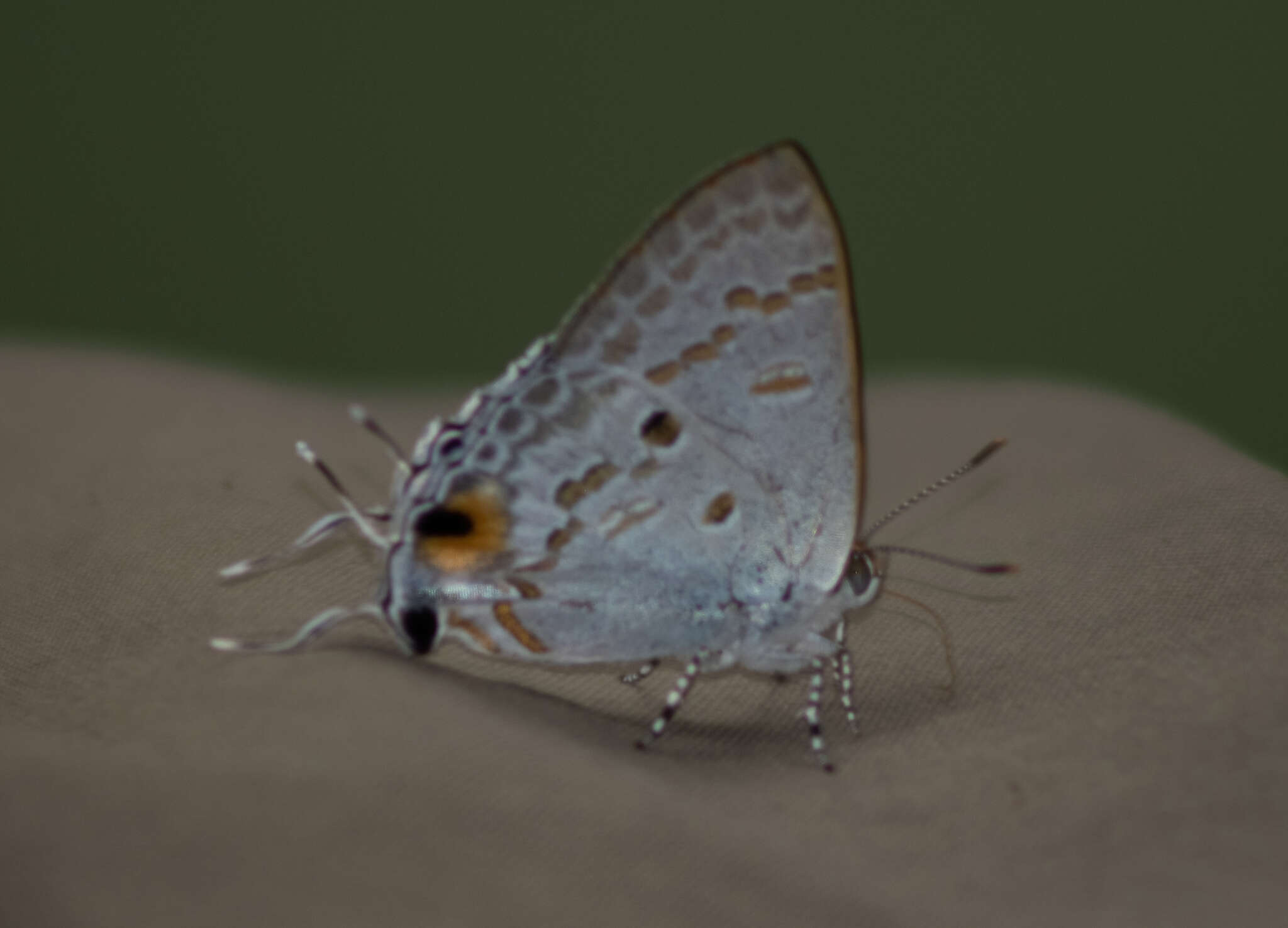 Слика од Hypolycaena sipylus Felder 1860