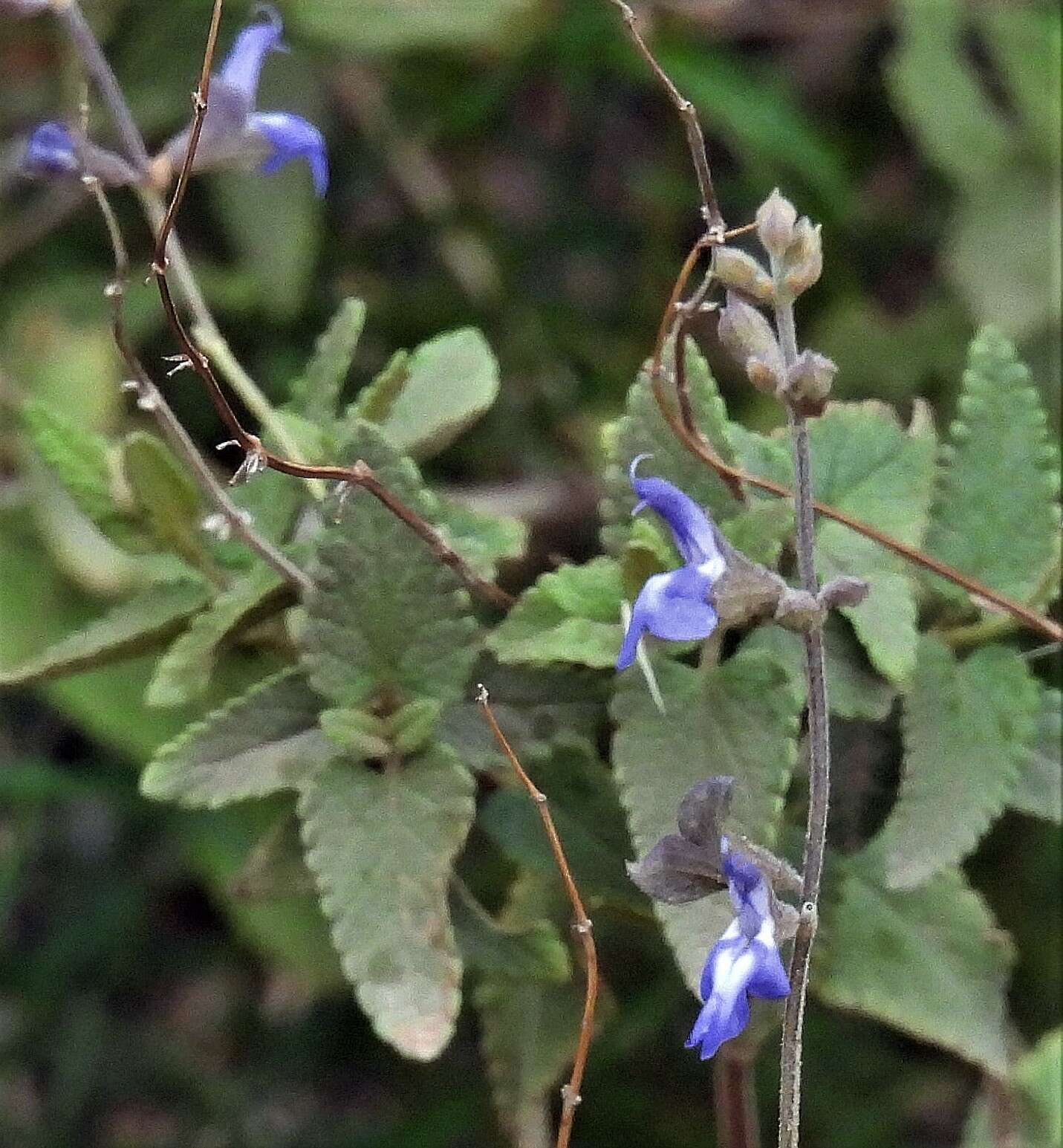 Imagem de Salvia cuspidata Ruiz & Pav.