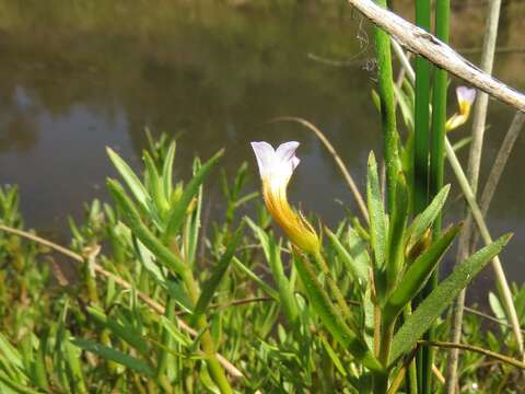 صورة Gratiola linifolia Vahl